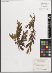 Foto von Salix L.